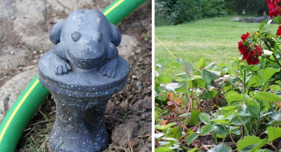 Frog-patch Frog-patch