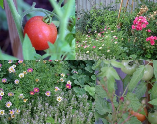 Tomatoes and thyme in garden Tomatoes and thyme in garden