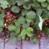 Strawberry Freezer Jam