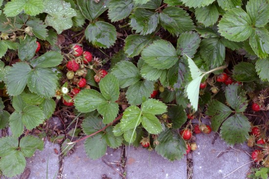 Overrun with strawberries