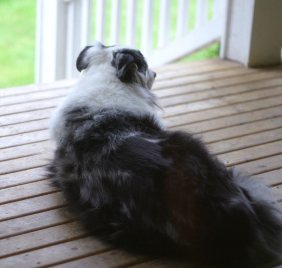 Dex on front porch