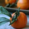 Citrus Sprout Salad