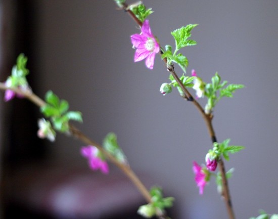 Vine flowers Vine flowers