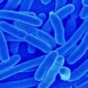 Antibiotics, Probiotics & Your Health/Intervie...