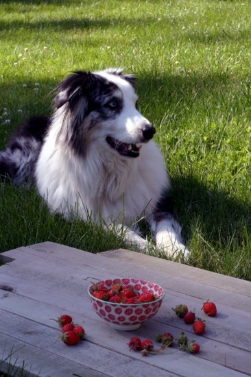 Dexter with berries