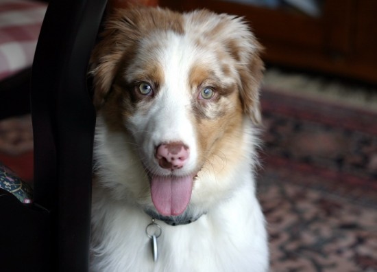 A puppy - what was I thinking?? My kids are calling him my rebound puppy. A puppy - what was I thinking?? My kids are calling him my rebound puppy.