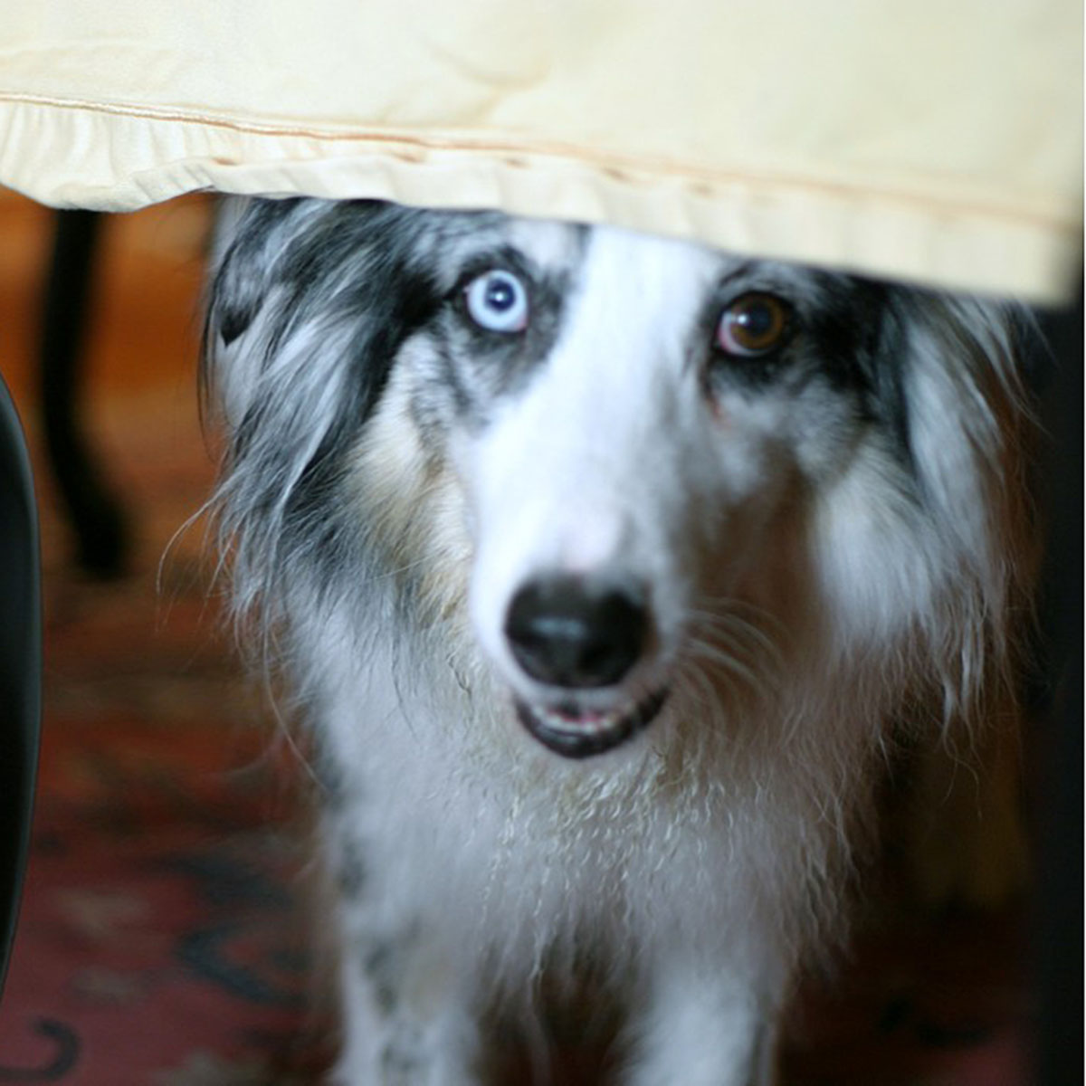 Dexter my dog under dining table.jpg