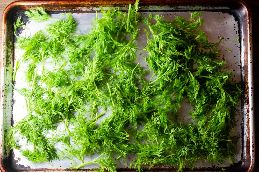 Dill on sheet pan